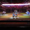 Horses in the Arena