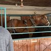 Horse at the Stables