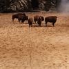 Buffalos in the Arena