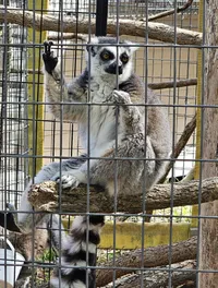 A lemur is sitting behind a metal cage, clutching onto a wooden beam and seemingly looking out with a pensive expression.