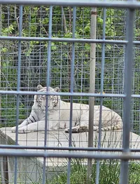 A white tiger is resting behind a metal grid enclosure, partially obscured by the bars from the viewer's perspective.