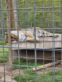 A tiger is resting on a platform inside a cage with a background of greenery.