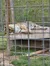 A tiger is resting on a platform inside a cage with a background of greenery.