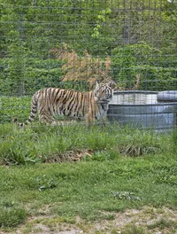 A tiger is standing inside an enclosure, looking out through the metal grid fence that surrounds it.