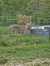 A tiger is standing inside an enclosure, looking out through the metal grid fence that surrounds it.