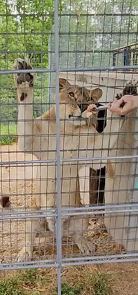 A person is feeding a piece of meat to a lioness through a cage while two alpacas look on from behind.