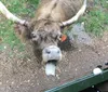 Very informative and really neat to be able to get close enough to feed and pet the cows. Would have loved more time! We had a rain storm come through right before we were scheduled to leave, so we got delayed. But the staff were great in keeping us informed and up to date XYZJennifer Taylor - Roseburg, Oregon