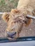 Highland Cow on the Scottish Highland Farm Tour