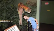 Dinosaur Museum Branson