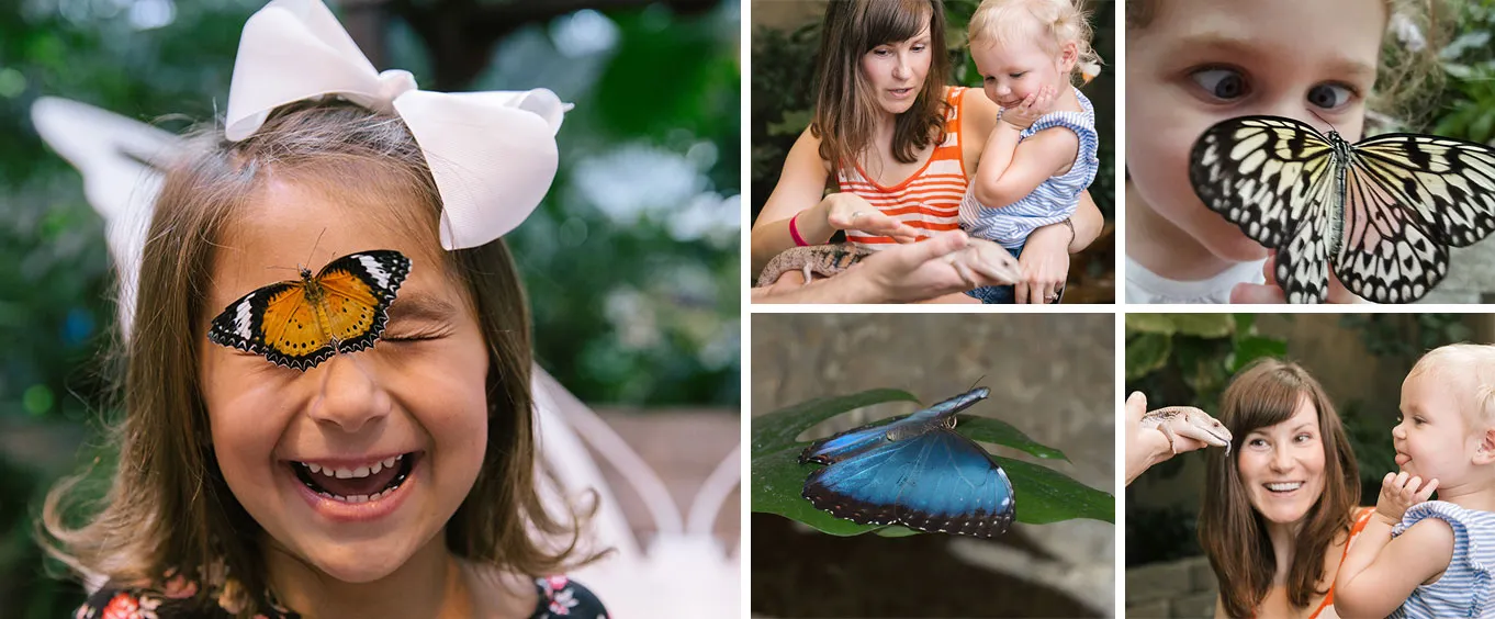 Butterfly Palace and Rainforest Adventure