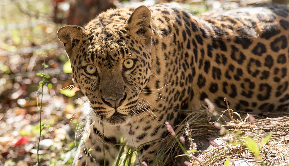 National Tiger Sanctuary in Branson MO