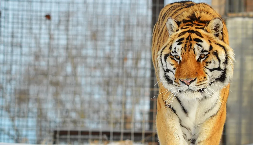 National Tiger Sanctuary in Branson MO