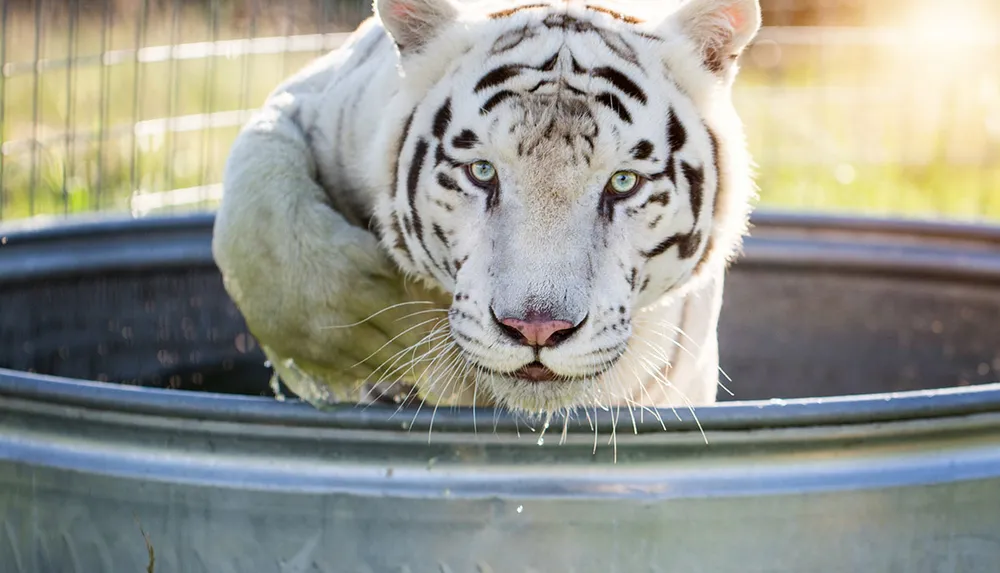 National Tiger Sanctuary in Branson MO