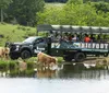 A group of tourists in a safari truck observe Highland cattle grazing in a lush green field